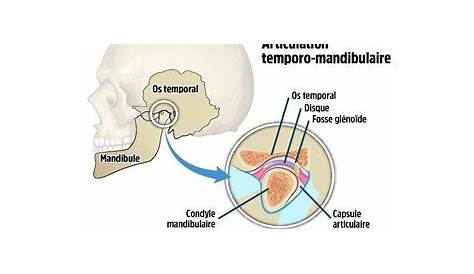 Disque Articulaire Atm Anatomie De L'Articulation TemporoMandibulaire (ATM)