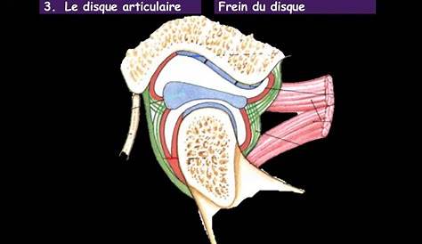 L’articulation temporomandibulaire (ATM) Bücco