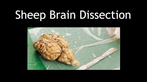 dissecting a sheep brain