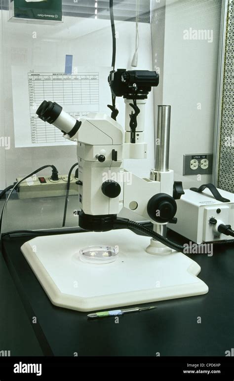 Dissecting Microscope Zeiss