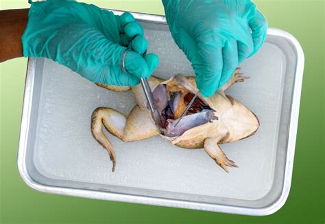 Dissection Definition Biology