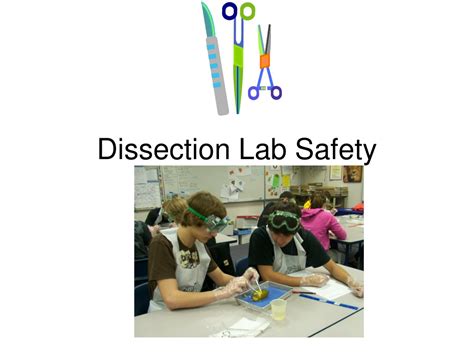 Dissection Lab Safety Powerpoint