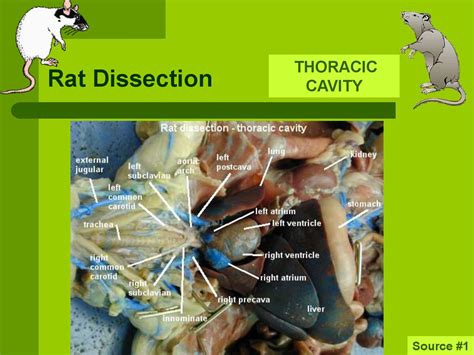 Dissection Procedure Of Rat