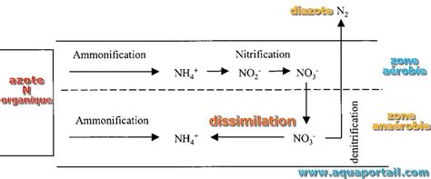 Schematic representation of the proposed pathways for the dissimilation... Download Scientific