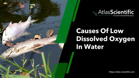 Dissolved Oxygen Low