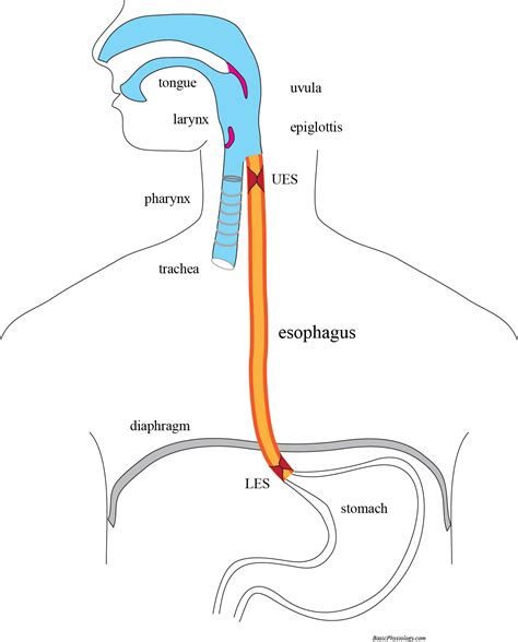 distal esophagus meaning