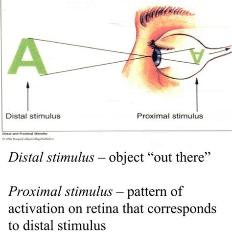 distal vs proximal stimulus