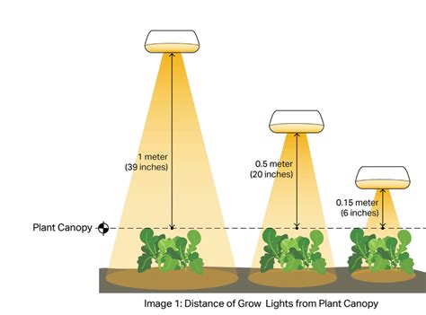 distance between grow lights and plants