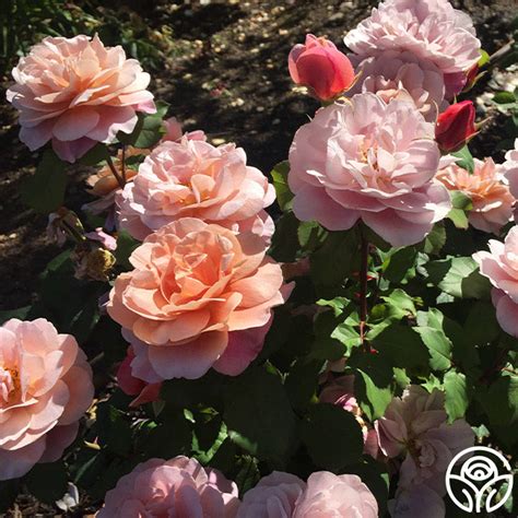 Distant Drums Rose: Unravel the Mysteries of Ancient Rhythms