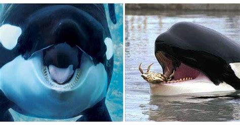 disturbing facts about killer whales