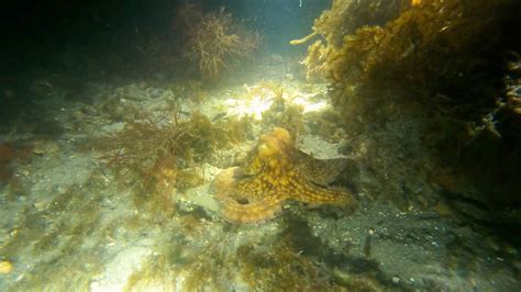 Dive With Octopus