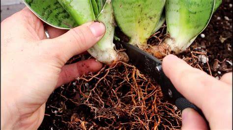 Dividing Snake Plant: Tips And Tricks In 2023