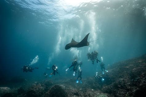 diving bali nusa penida