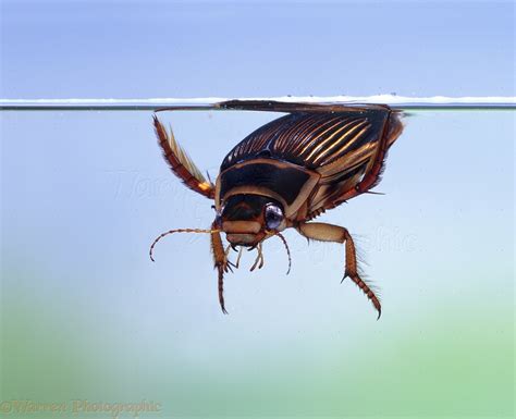 Diving Beetle Video