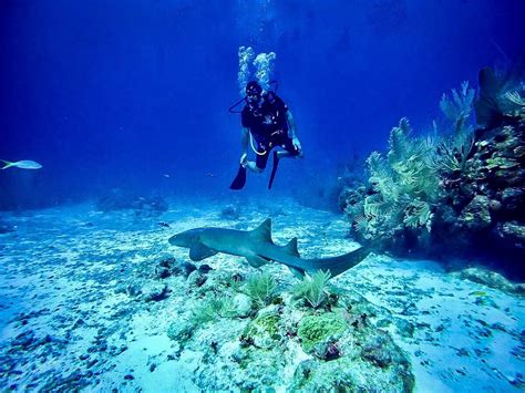 Diving Belize