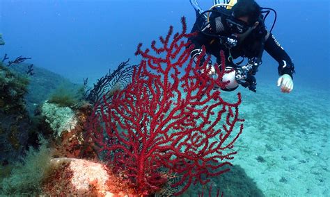 diving center Cannigione