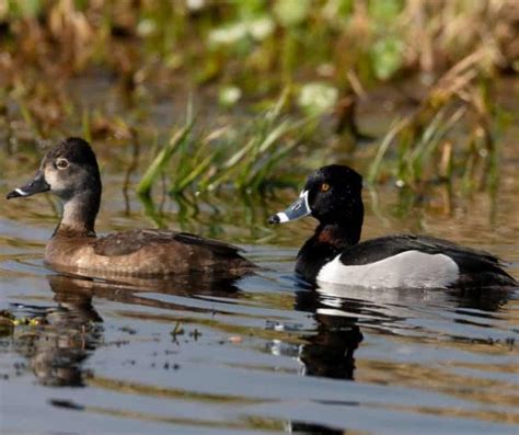 Diving Ducks In Iowa
