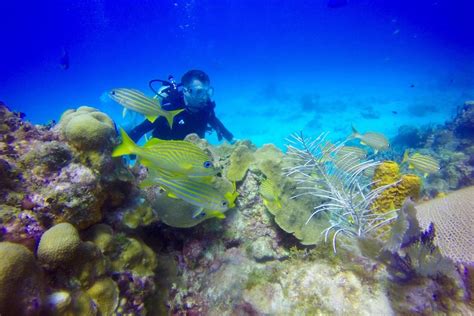 diving in punta cana