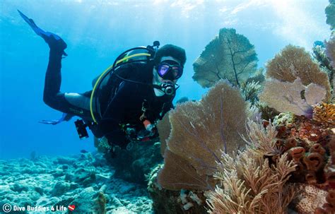 Diving Key Largo