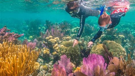 Diving The Dry Tortugas