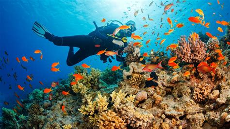 Diving Vacation Packages