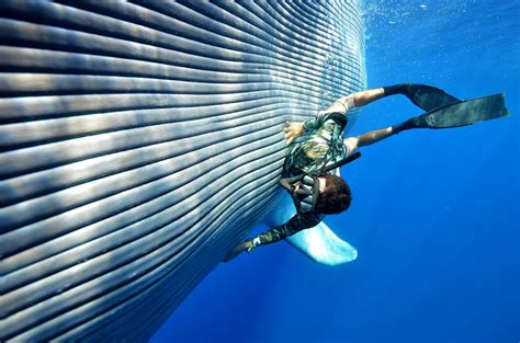 diving with blue whales