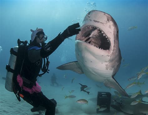 diving with tiger sharks