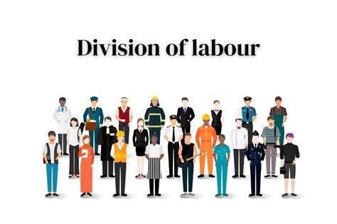 division of labor synonym