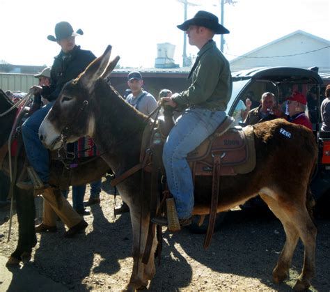 dixie mule and horse auction