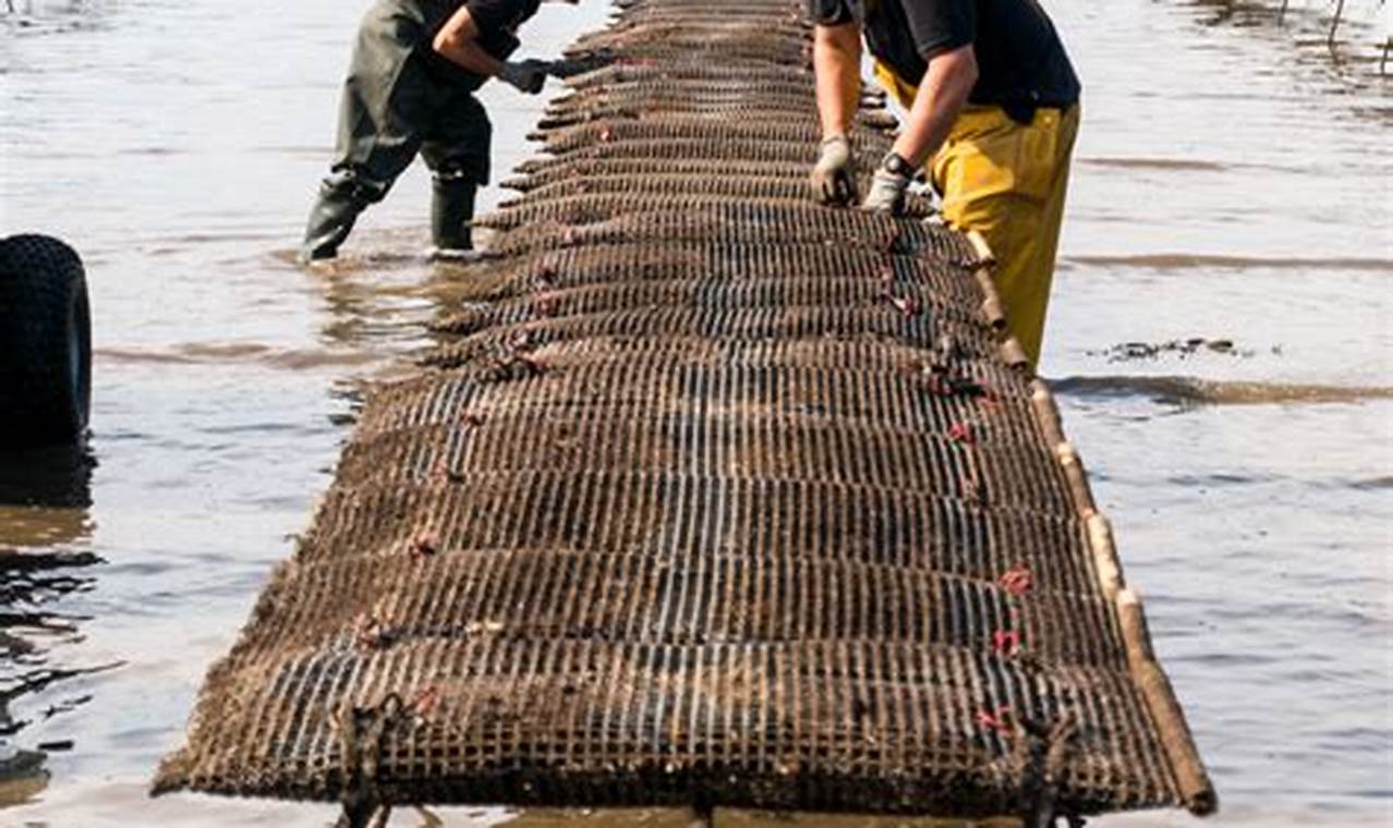 Discover the Secrets to a Thriving DIY Oyster Farm