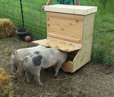 Just finished building a pig feeder for two, they seem to