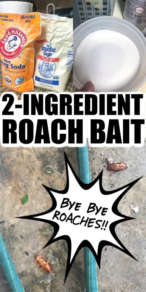 2Ingredient Homemade Cockroach Bait (Safe NonToxic Recipe)