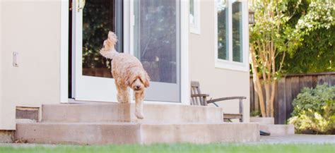 home.furnitureanddecorny.com:diy automatic dog door opener
