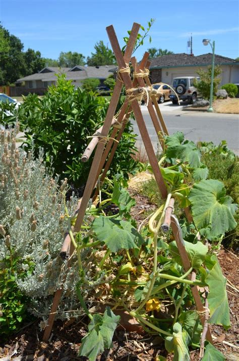 How To Build A Squash Arch For Your Garden Plants, Edible garden