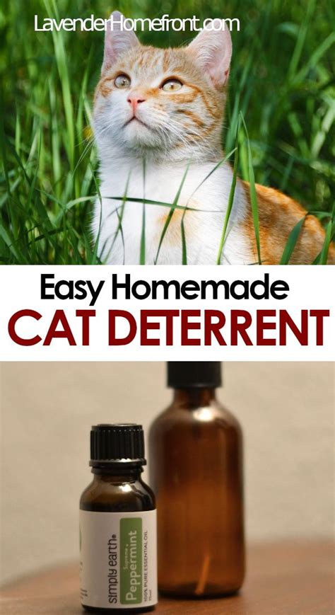Diy Cat Deterrent