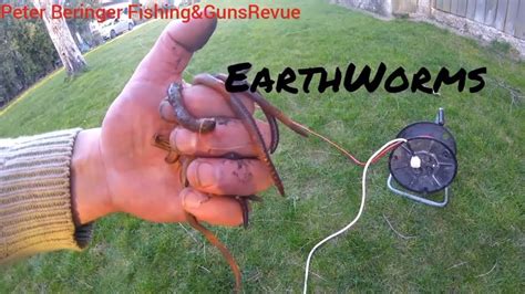 diy electric worm probe for worm harvesting