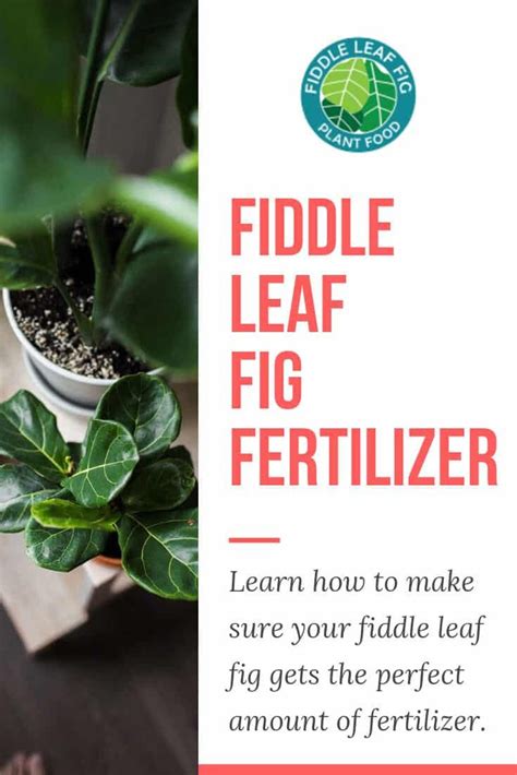 Diy Fertilizer For Fiddle Leaf Fig