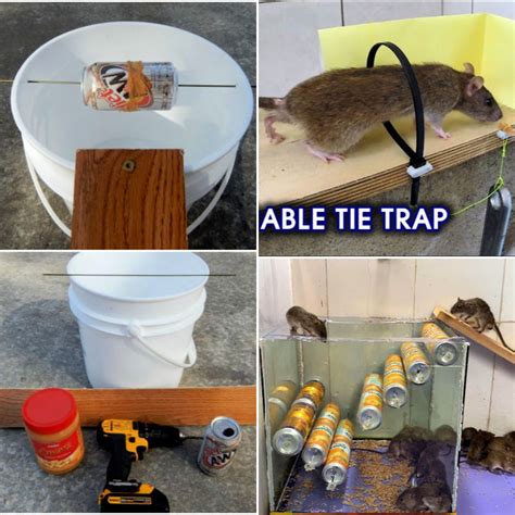 Diy Mice Traps