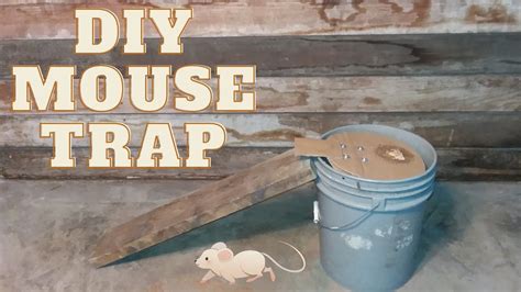 diy mouse traps youtube