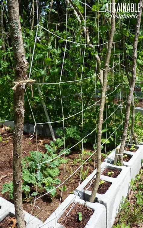 Diy Natural Trellis