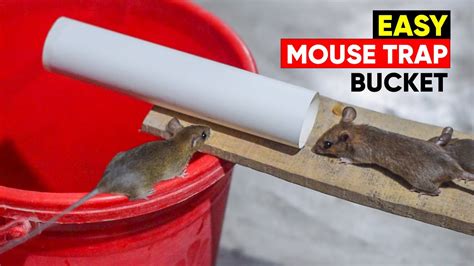 Diy Rat Bucket Trap