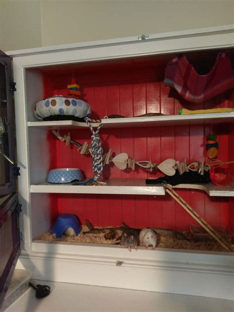 Diy Rat Shelves