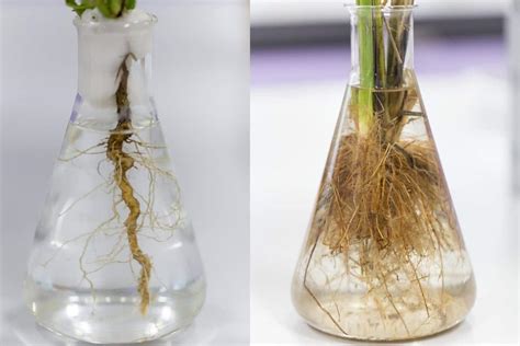 Diy Root Grower
