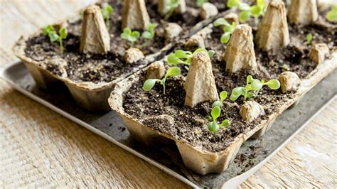 Diy Seedling Tray