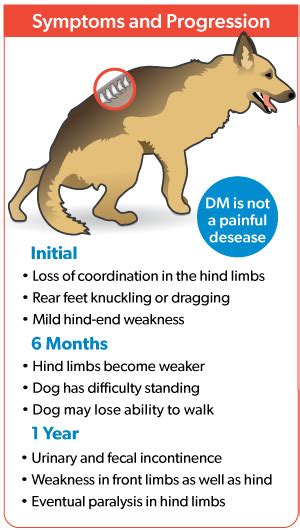 dm in dogs symptoms