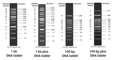 Dna 2 Log Ladder
