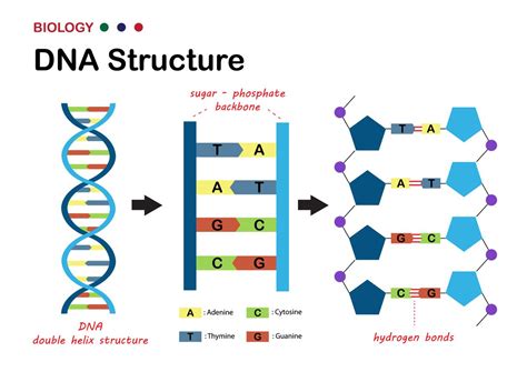 DoubleHelix Structure of DNA