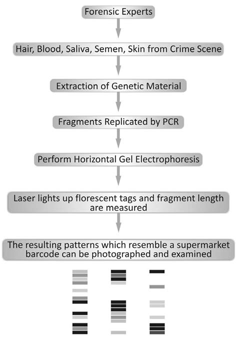 dna analysis techniques in forensic science