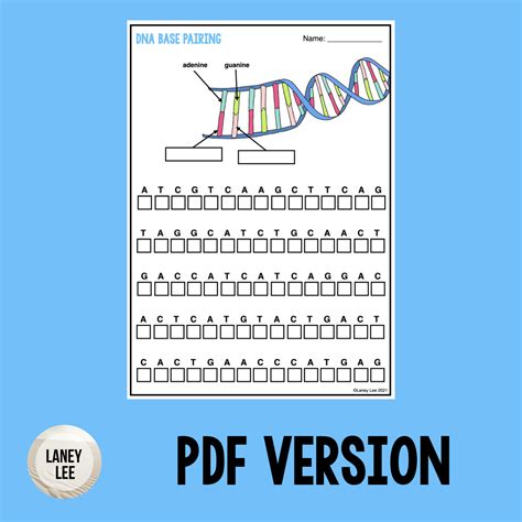 dna base pairing worksheet free