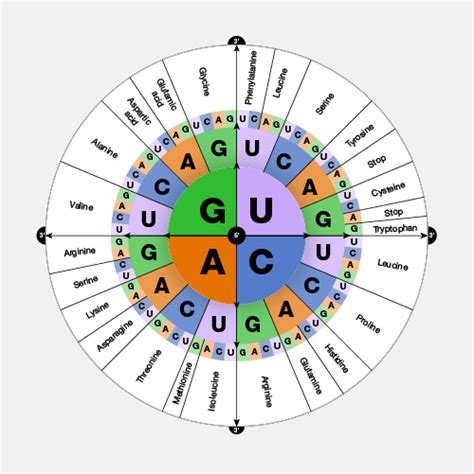 Dna Chart Wheel